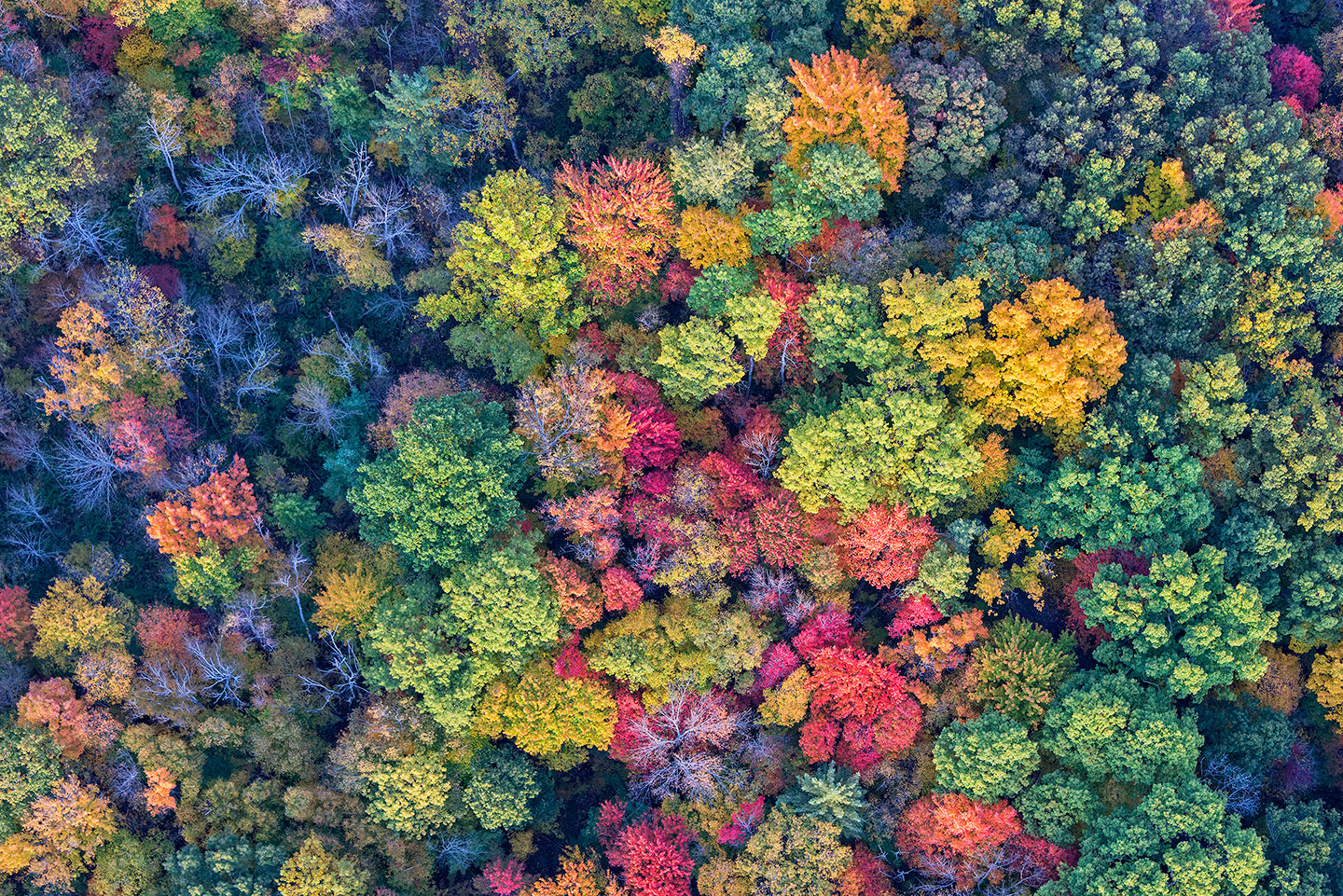 Ariel Trees