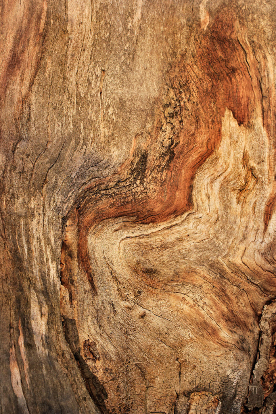 Bark