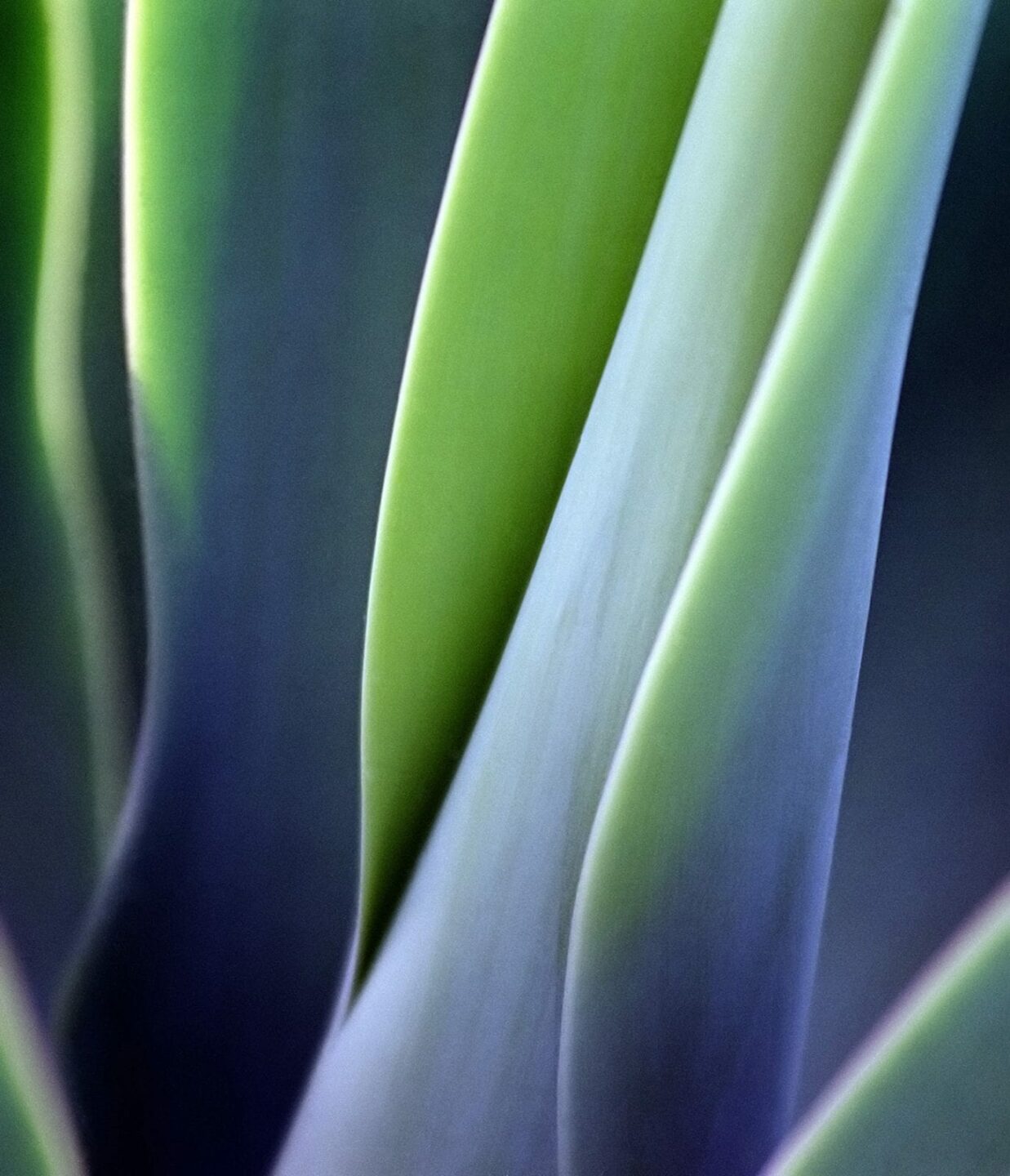 green and purple flower background macro