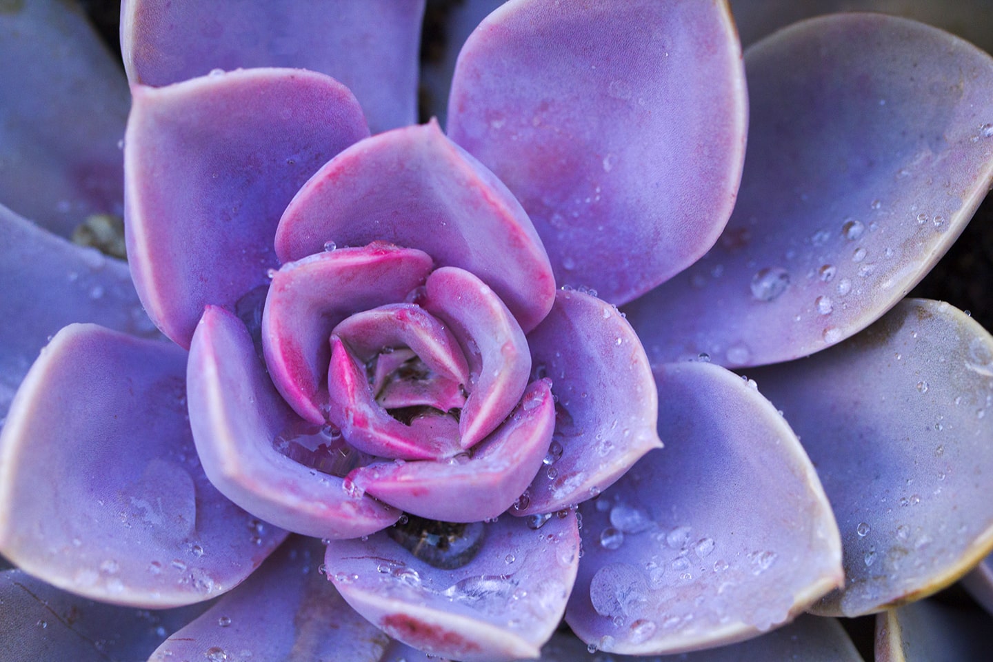 Purple flower